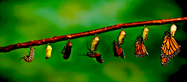 Facilitate Culture Change 1